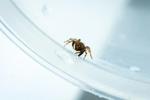 A cute tiny spider Stock Photos