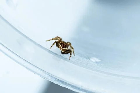 A cute tiny spider Stock Photos