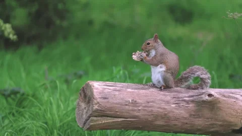 Cute tiny squarrel eating on a tree branch Stock-Footage 249672444