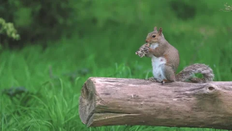 Cute tiny squarrel eating on a tree branch Video stock 249672469
