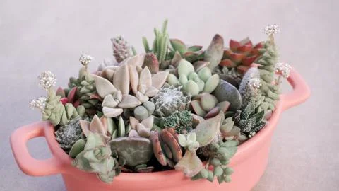 Cute tiny succulent plants on pink pot close up Stock Photos