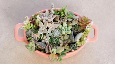 Cute tiny succulent plants on pink pot close up Foto stock