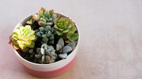 Cute tiny succulent plants on pink pot close up Stock Photos