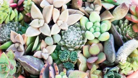 Cute tiny succulent plants on pink pot close up Stock Photos