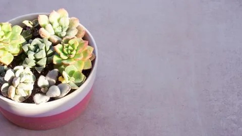 Cute tiny succulent plants on pink pot close up Foto stock
