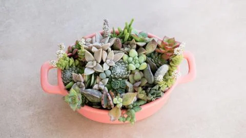 Cute tiny succulent plants on pink pot close up Stock Photos