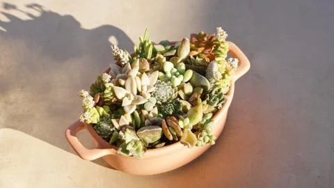 Cute tiny succulent plants on pink pot close up Stock Photos