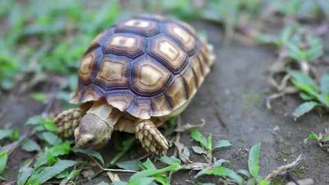 Cute Tiny Tortoise Eating Green Grass On The Ground. Vídeo Stock 170432846