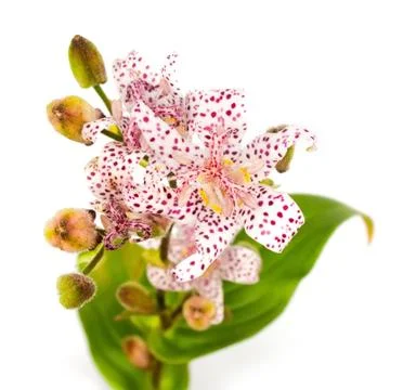 Cute tiny Tricyrtis toad lily flower bouquet isolated on white background. A Stock Photos