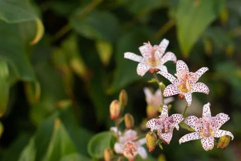 Cute tiny Tricyrtis toad lily flower growing in a flowerbed on a blurred bokeh Stock Photos