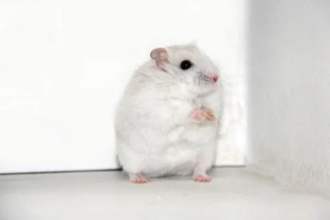 Cute Tiny White Dwarf Hamster Standing on a White Background Stock Photos