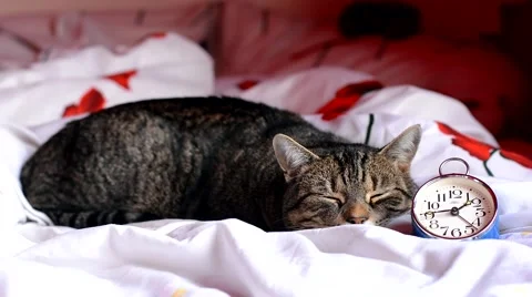 Cute tired cat lying next to the old vintage clock Stock Footage 48480050