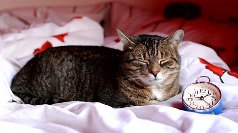 Cute tired cat lying next to the old vintage clock Video stock 48480058
