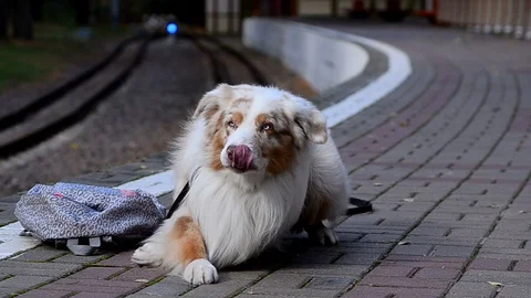 Cute tired dog on a platform Stock Footage 100584221