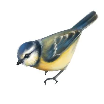 Cute titmouse isolated on white bacground Illustrazione stock