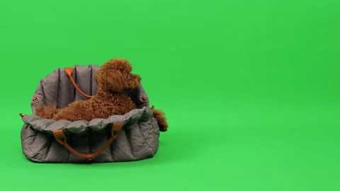 Cute tom poodle, red brown color. Sits in a bag of gray color sideways then lies Stock Footage 273455368
