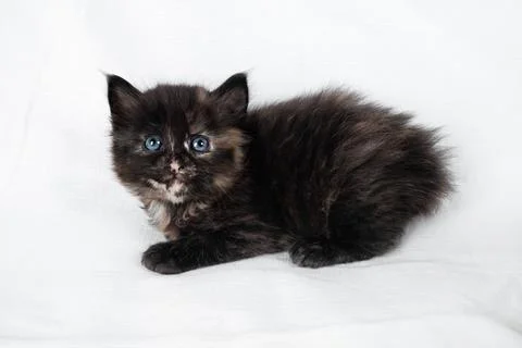 Cute tortoiseshell cat Stock Photos