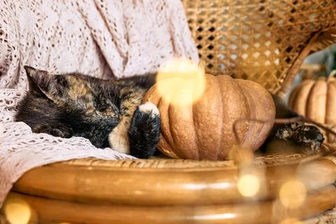 Cute tortoiseshell cat with pumpkin. Tortoiseshell kitty sleeping hugging w.. Stock Photos