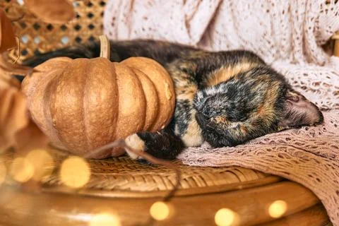 Cute tortoiseshell cat with pumpkin. Tortoiseshell kitty sleeping hugging w.. Stock Photos