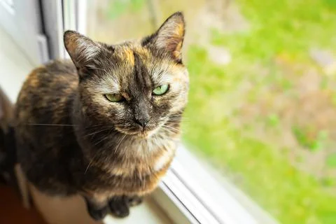Cute tortoiseshell cat siting on windowsill near window Stock Photos