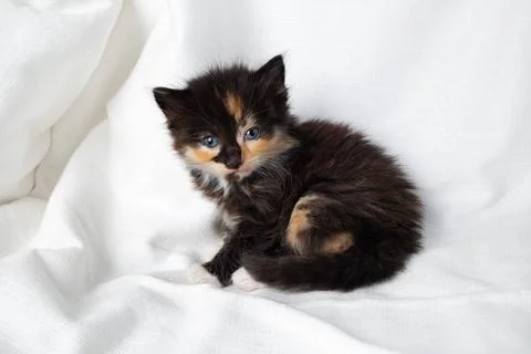 Cute tortoiseshell kitten Cute tortoiseshell kitten cat sitting on white s... Stock Photos