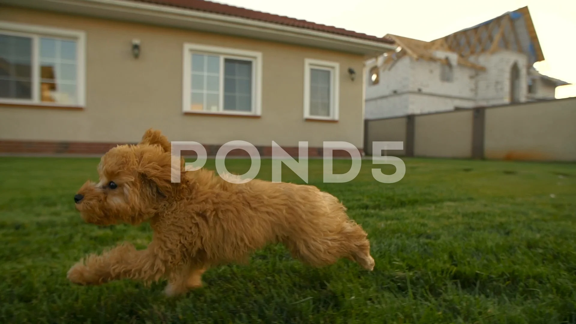 Toy poodle clearance running