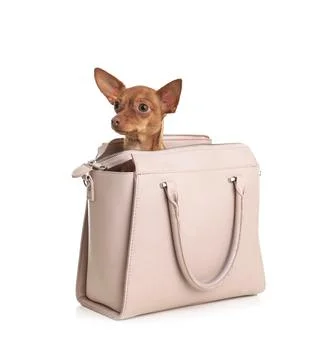 Cute toy terrier in female handbag isolated on white. Domestic dog Stock Photos
