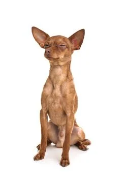 Cute toy terrier isolated on white. Domestic dog Stock Photos