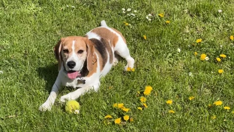 Cute tree color beagle lying down on green grass with yellow tennis ball Stock Footage 256083261