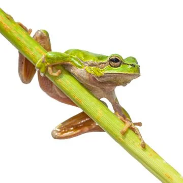 Cute Tree frog diagonal green stick Stock Photos