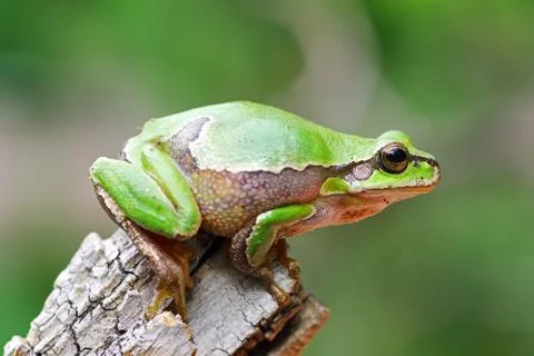 Cute tree frog preparing to jump on wooden stump ( Hyla arborea ) Foto stock
