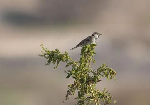 A cute Tree Sparrow, perching on a tree. Stock Photos