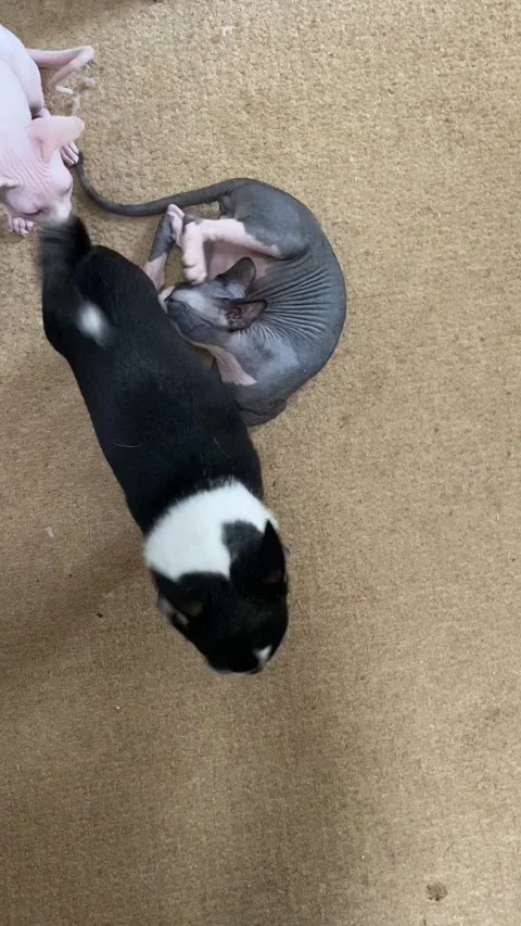 Cute tri colour chihuahua puppy dog Stock Video Pond5