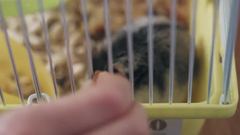 Cute tricky hamster nibbles nuts in a cage Video stock 128350875