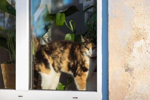 A cute tricolor cat is looking at the camera on the windowsill. Copy space. Stock Photos