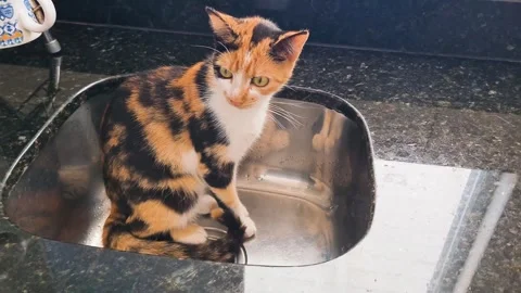 Cute tricolor kitten inside the kitchen Stock Video Pond5