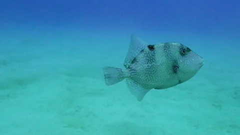 Cute Trigger Fish Stock Footage 124006122