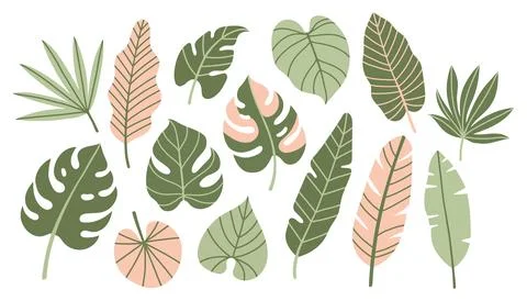 Cute tropical leaves vector collection. Minimalist monstera and palm foliage in Stock Illustration