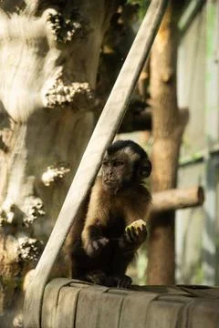Cute tufted capuchin monkey sitting in a zoo enclosure and eating fruit Stock Photos