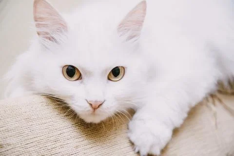 Cute turkish van cat Stock Photos