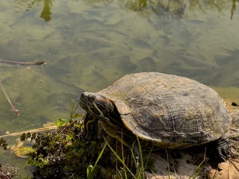 Cute turtle basking by the lakeside Stock Photos