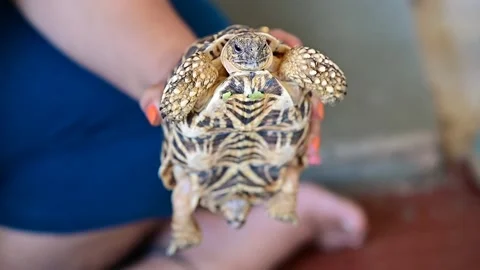 Cute Turtle. close up of a hand holding a turtle. Domestic reptile Stock Footage 233249054