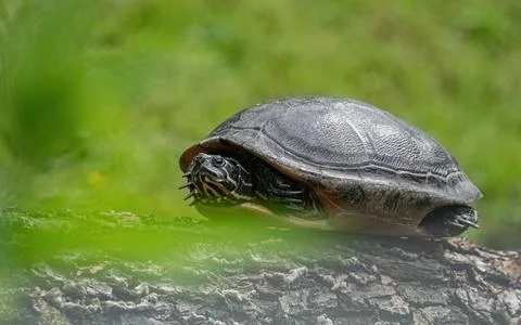 A cute turtle closeup in thuringia outdoor Stock Photos