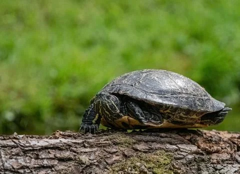 A cute turtle closeup in thuringia outdoor Stock Photos