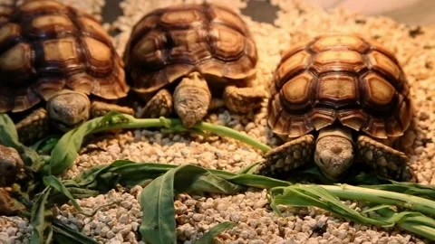 Cute turtle eating leaves Stock Footage 300445121