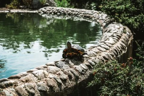 A cute turtle facing the camera while walking along the stone curb at a pond Stock Photos