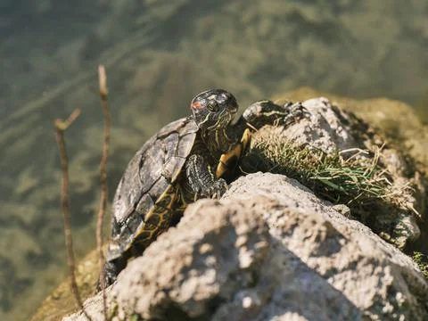 Cute turtle in a lake Stock Photos