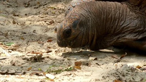 Cute turtle in nature Stock Footage 90156082