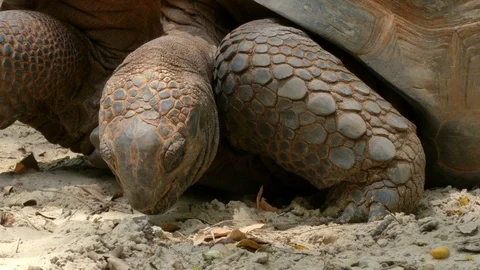 Cute turtle in nature Stock Footage 90156087