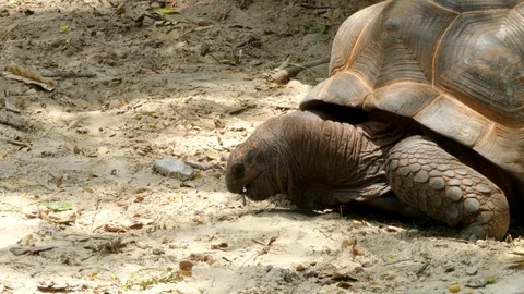 Cute turtle in nature Stock Footage 90156301